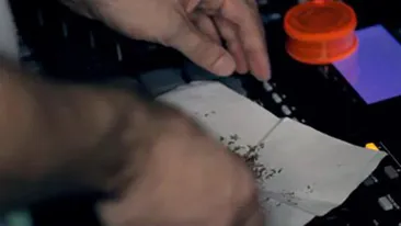 Sisu nu se invata minte! Ruleaza jointuri chiar si in ultimul clip