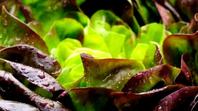 O proteină cheie a fost crescută în salata verde pentru prima dată