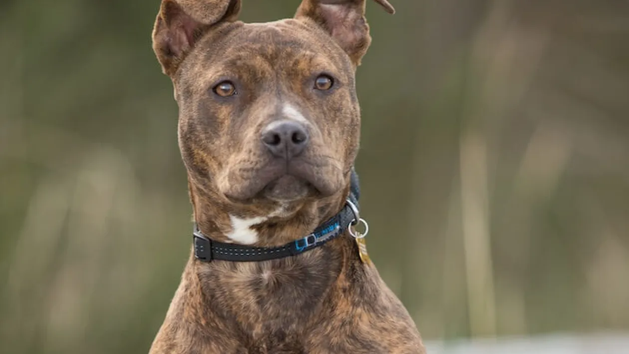 Scene șocante în Alba Iulia! O tânără a fost mușcată pe stradă de un pitbull, care i-a ucis cățelul