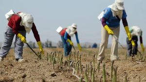 Salariul uriaș oferit de fermierii din Germania pentru culegătorii de sparanghel. Nu mai găsesc muncitori