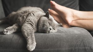 De ce dorm pisicile la picioarele stăpânilor? Proprietarii de feline abia acum descoperă acest „secret”
