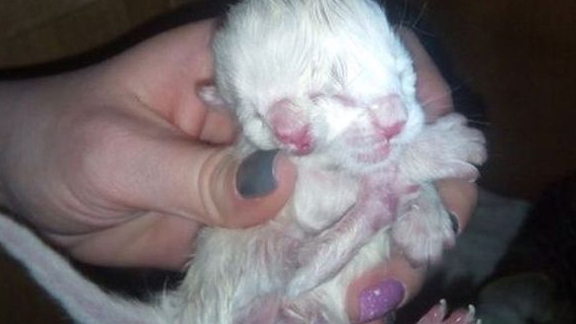 A învins moartea! Pisica cu două capete i-a uimit pe medicii veterinari! 