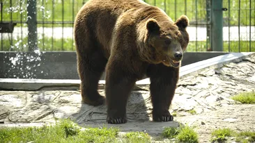 Doi adolescenți din Bârlad au fost atacați de ursul cu care au vrut să-și facă un selfie