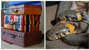 De-a dreptul șocant! O femeie a reușit să călătorească cu avionul, având în bagaje 22 de șerpi. Ce s-a întâmplat când a ajuns la destinație