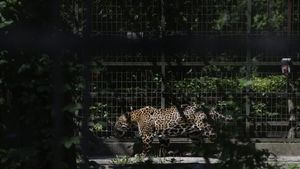 Betty, jaguarul care n-a mai apucat să fie salvat. Povestea neagră a unei evadări, într-o grădină lăsată să se prăbușească