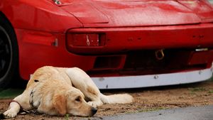 A vrut sa evite un caine dar a sfarsit omorand o femeie!