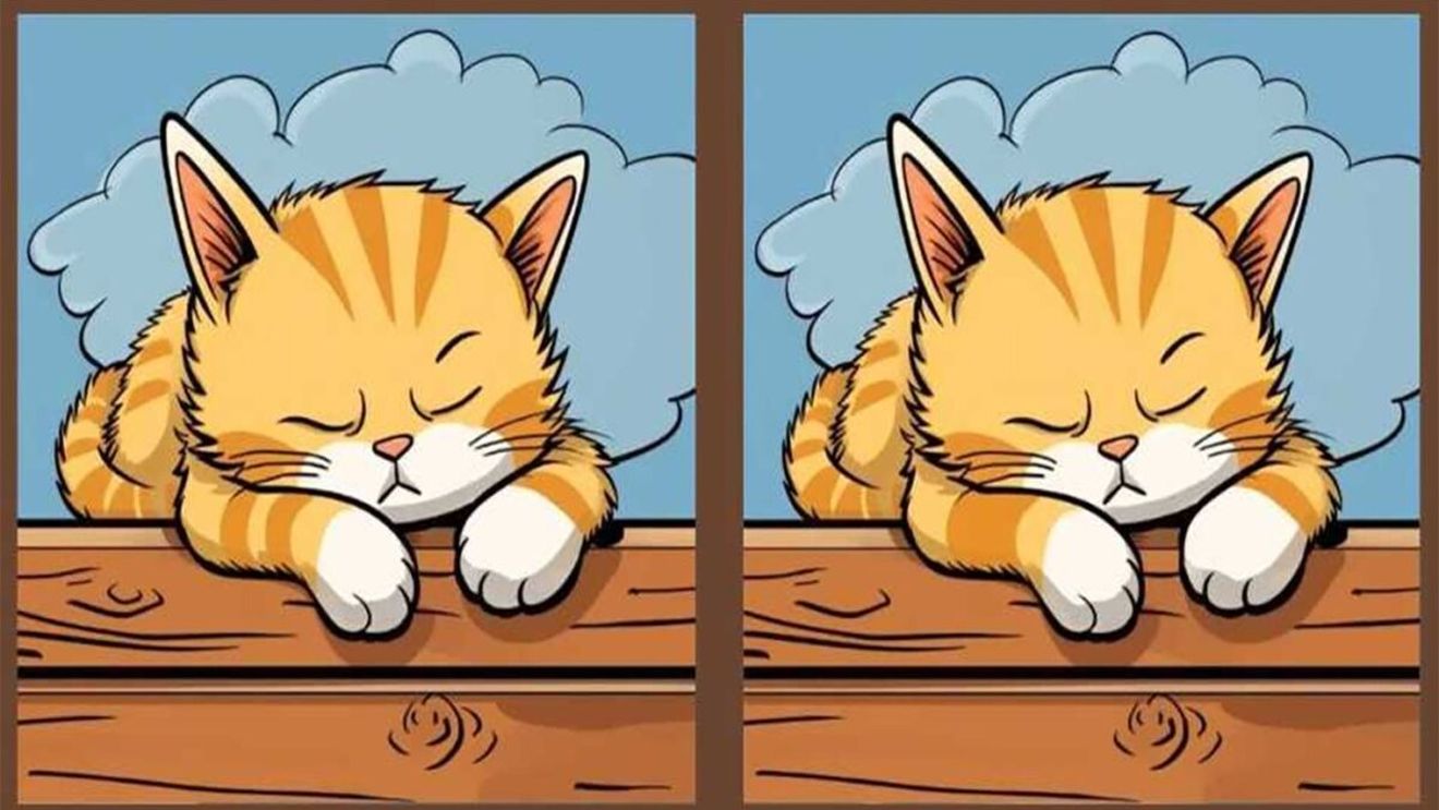 Test de perspicacitate | Găsiți toate cele 3 diferențe între cele două pisici din imagine, în maximum 23 de secunde