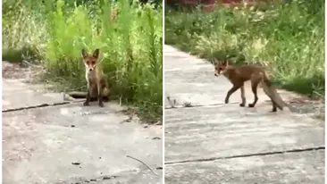 Scene ireale într-un parc din Arad, în plină zi. O femeie a fost mușcată de un șacal, în timp ce încerca să-și salveze câinele