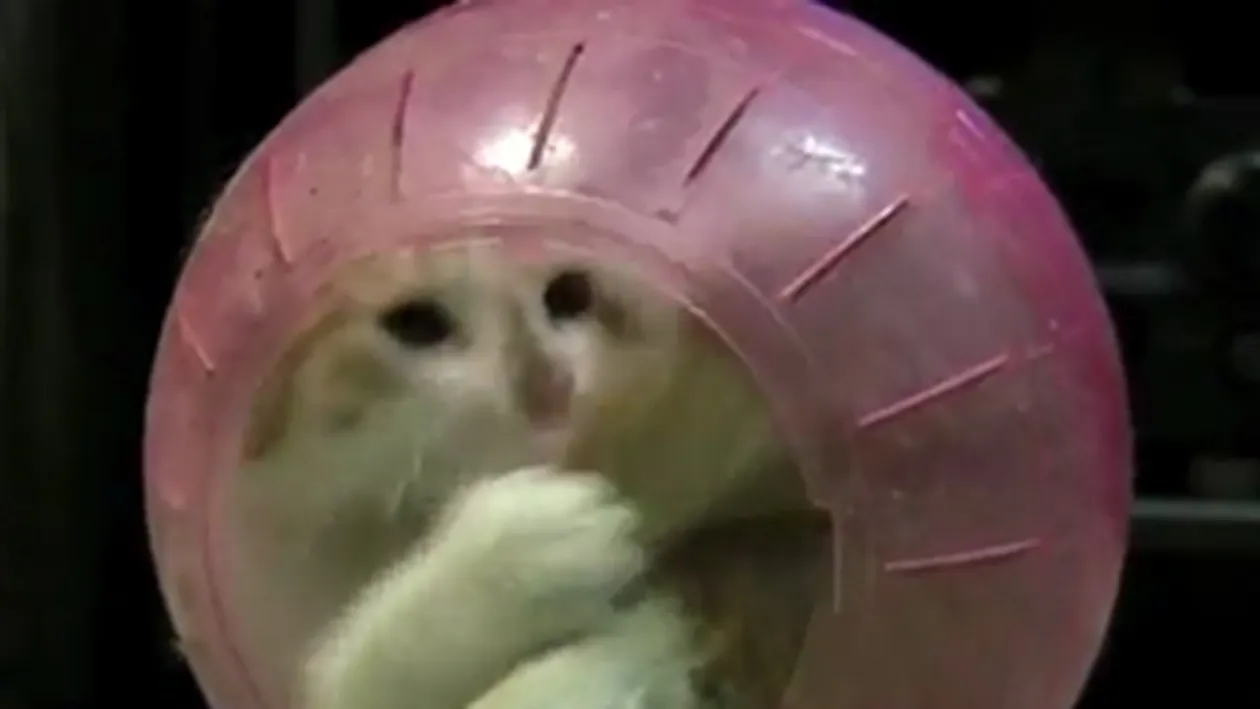 Ea e cea mai jucausa pisica! Uite-o cum se distreaza ca un hamster!