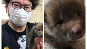 A găsit un cățeluș amărât pe șosea, dar după o lună a avut parte de șocul vieții. Ce animal adoptase tânărul
