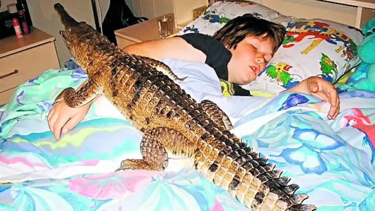 Tin trei crocodili in casa!