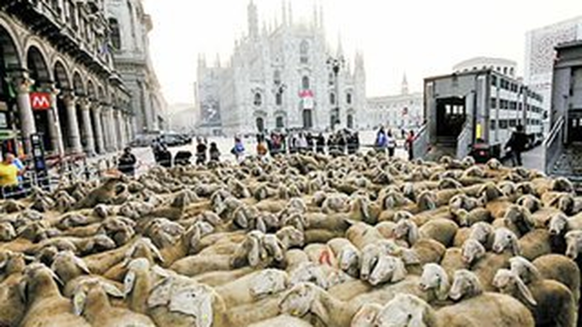 Eveniment neasteptat in Italia! Oile au invadat Piata Domului din Milano