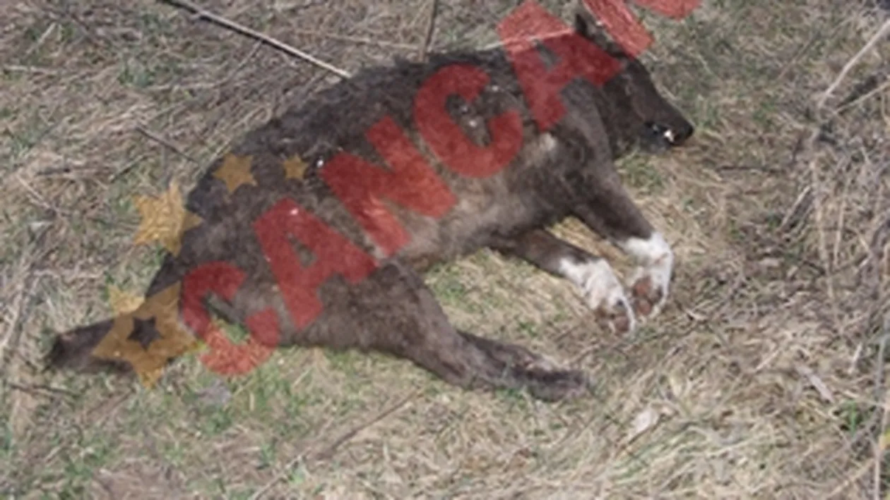 Caini impuscati fara mila pe un camp