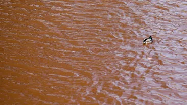 Lacul din parcul IOR s-a transformat în ultima perioadă. Apa lacului s-a făcut roșie și este plină de pipi și fecale. FOTO