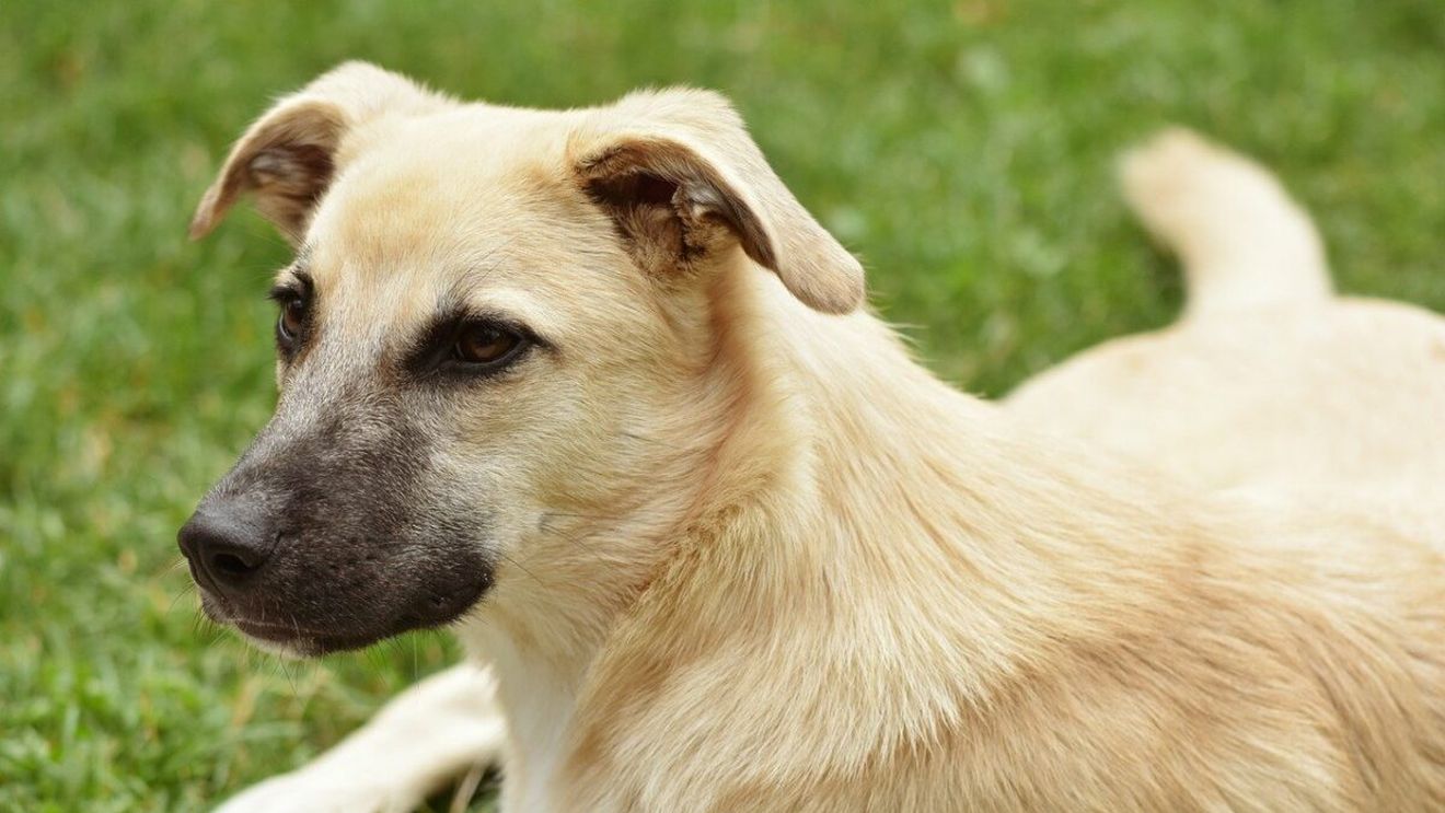 Taxa pe câine a fost introdusă în România. Cât este si de ce o plătesc și oamenii fără patrupezi