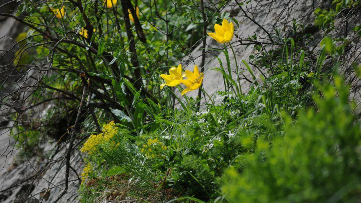 O floare unică în lume a înflorit în Clisura Dunării. Amenda pentru fiecare fir rupt ajunge la 10.000 de lei