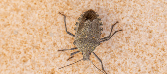 INSECTELE care invadează casele la început de toamnă. CUM să le ții departe de locuința ta?