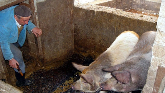 La un pas de tragedie! Un botoșănean și-a înfipt cuțitul în abdomen, în timp ce încerca să taie un porc