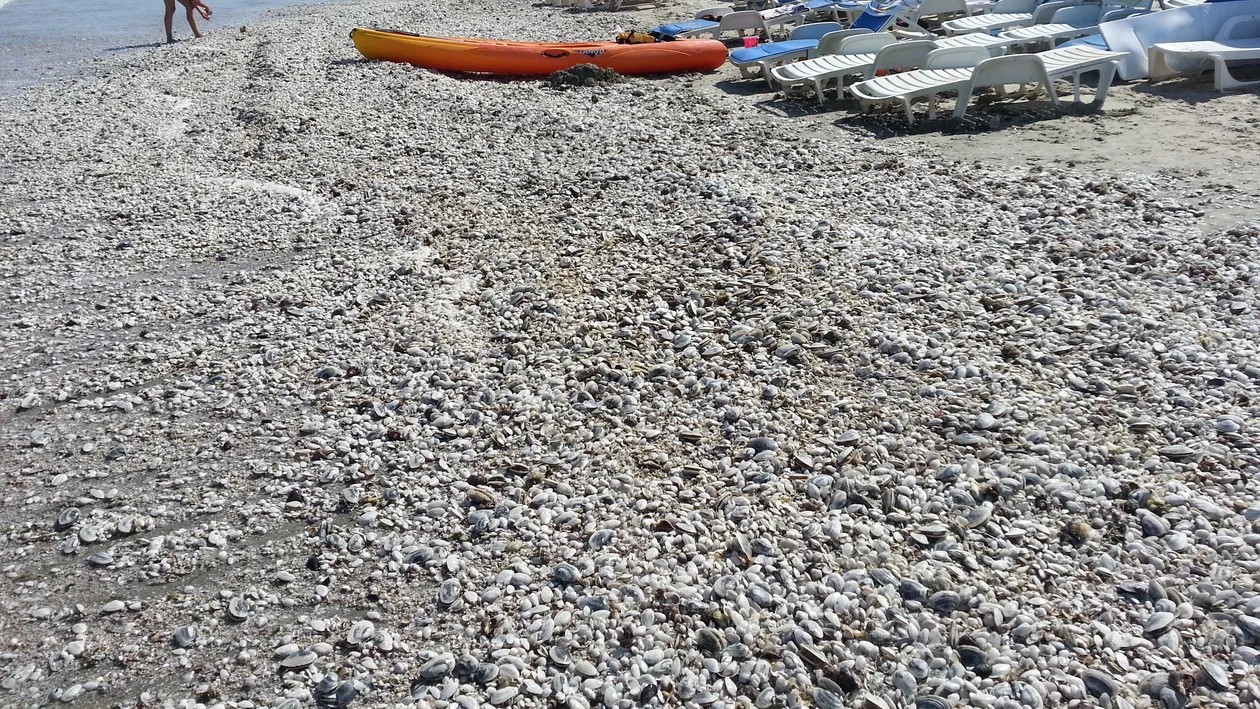 Plaja românescă e deplorabila! Inainte să intre in mare, turistii trebuie să escaladeze munti de alge si de scoici