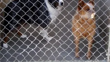 Prefectura pregateste un nou proiect de lege: maidanezii din adaposturi vor fi eutanasiati daca nu sunt adoptati in 7 zile