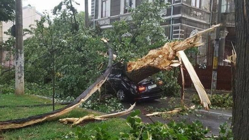 O femeie a murit în Brăila, după ce un copac a căzut peste ea! 