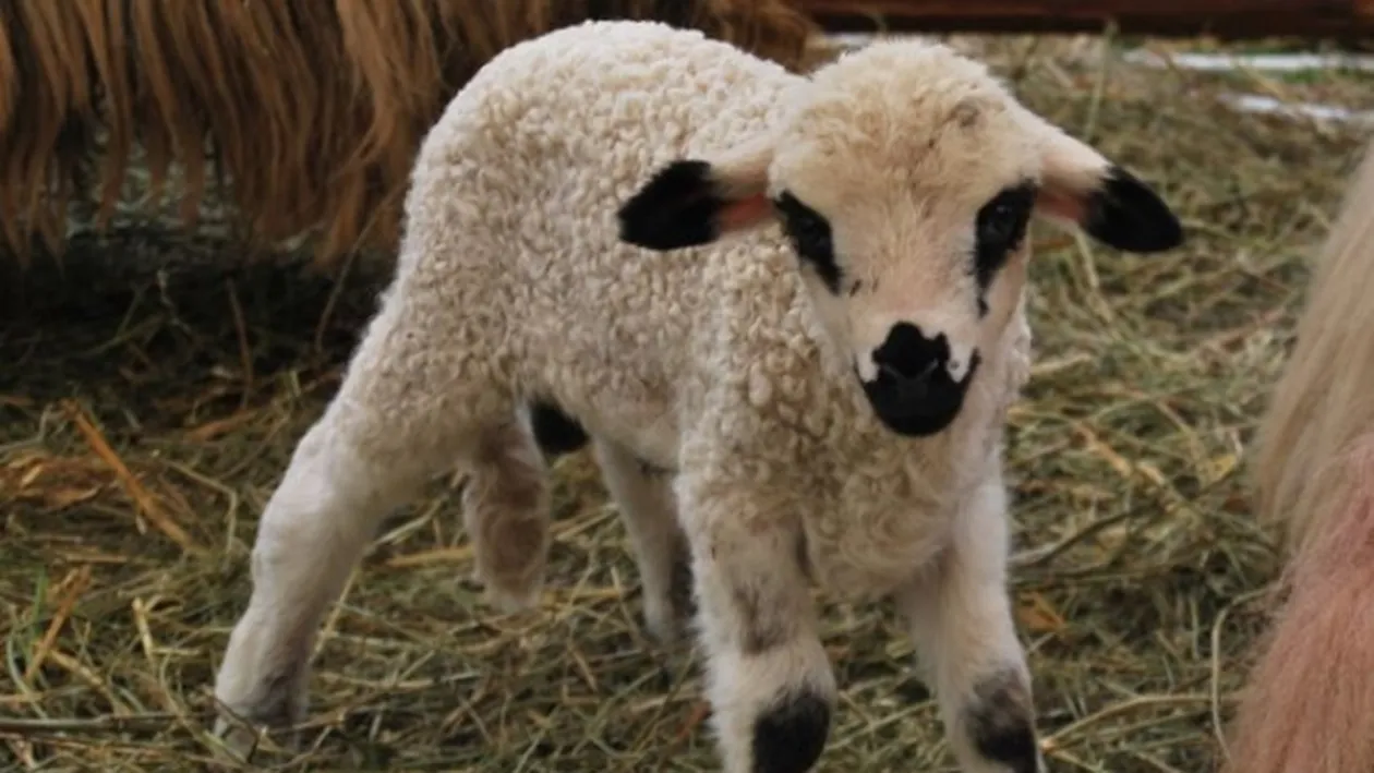 Polițist din Bistrița, condamnat pentru că a luat șpagă un miel, țuică și vin