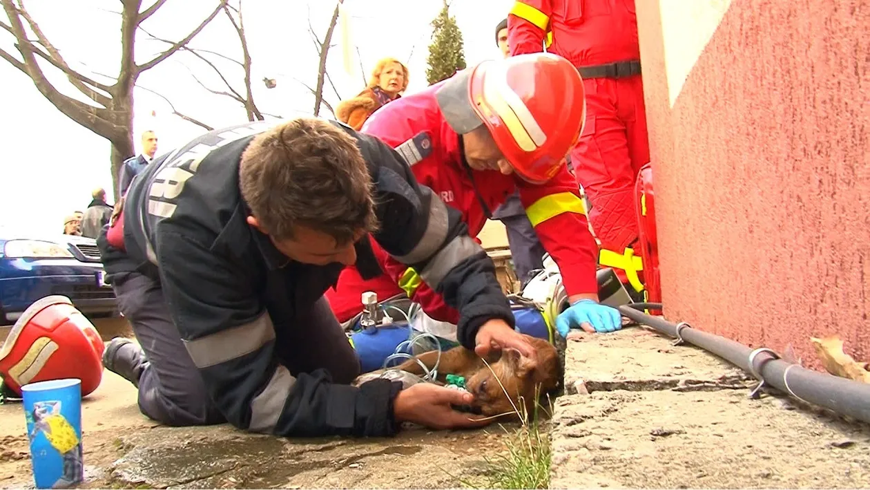A murit Snoopy, câinele salvat din flăcări de pompierul-erou din Piteşti!