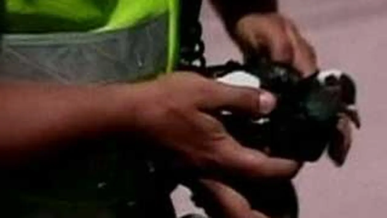 Politia din Columbia a capturat un porumbel care transporta droguri!