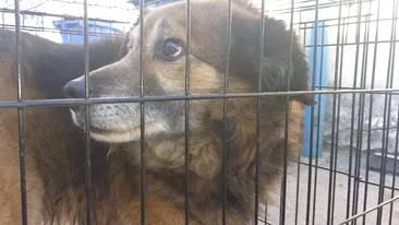 Câinele din București care şi-a mușcat stăpânul din cauza petardelor ajunge la un adăpost din Dolj
