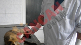 Elevi si profesori, baricadati in scoala din cauza unei vulpi turbate