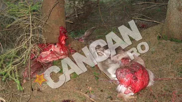 Atentie, imagini socante! Macel in padure: au impuscat caprioare gestante, au eviscerat puii si i-au aruncat pe marginea drumului!