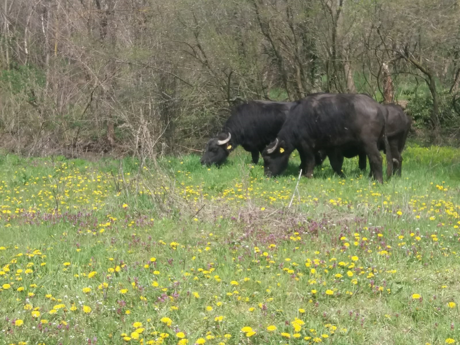 Din aproximativ 200 de animale, au mai rămas 15