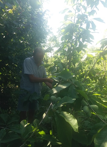Arborii de paw paw s-au aclimatizat de minune în Băbiciu