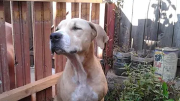 Esti iubitor de animale? Citeste aici o poveste emotionanta