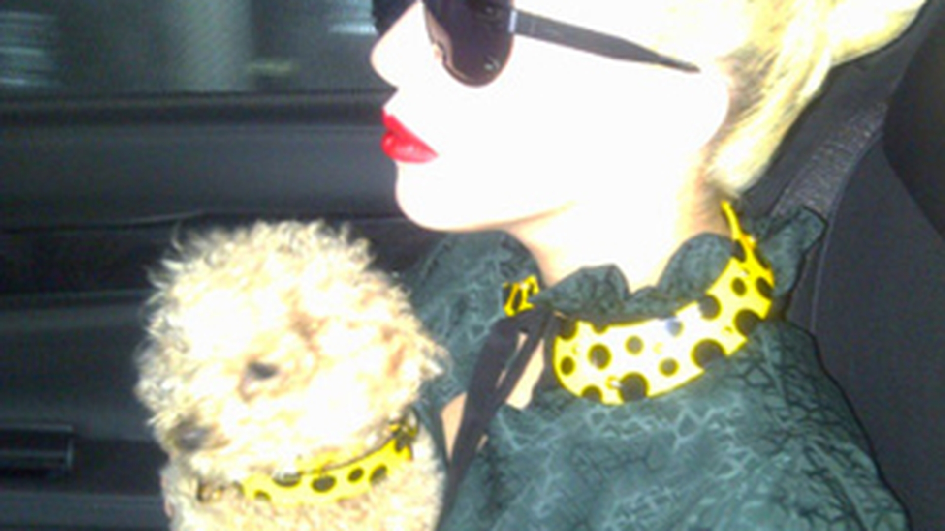 Uite ce a facut catelul lui Lady Gaga, Fozzi in culise, in timpul concertului
