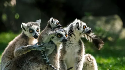 Caz bizar în Călărași! Un lemur a fost furat de la grădina zoologică. Unde a fost găsit animalul