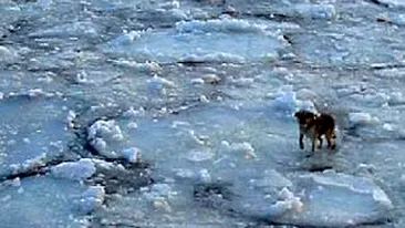 Salvat ca prin minune! Un catel a plutit peste 112 kilometri pe un ghetar!
