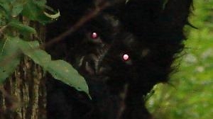 Ce au văzut în pădure i-a şocat! CREATURA care i-a făcut pe britanici să le îngheţe sângele în vene! "Avea ochii roşii, DEMONICI!