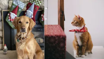 Câini sau pisici la bloc, doar cu acordul vecinilor! Aceasta este decizie definitivă a instanței din Timișoara