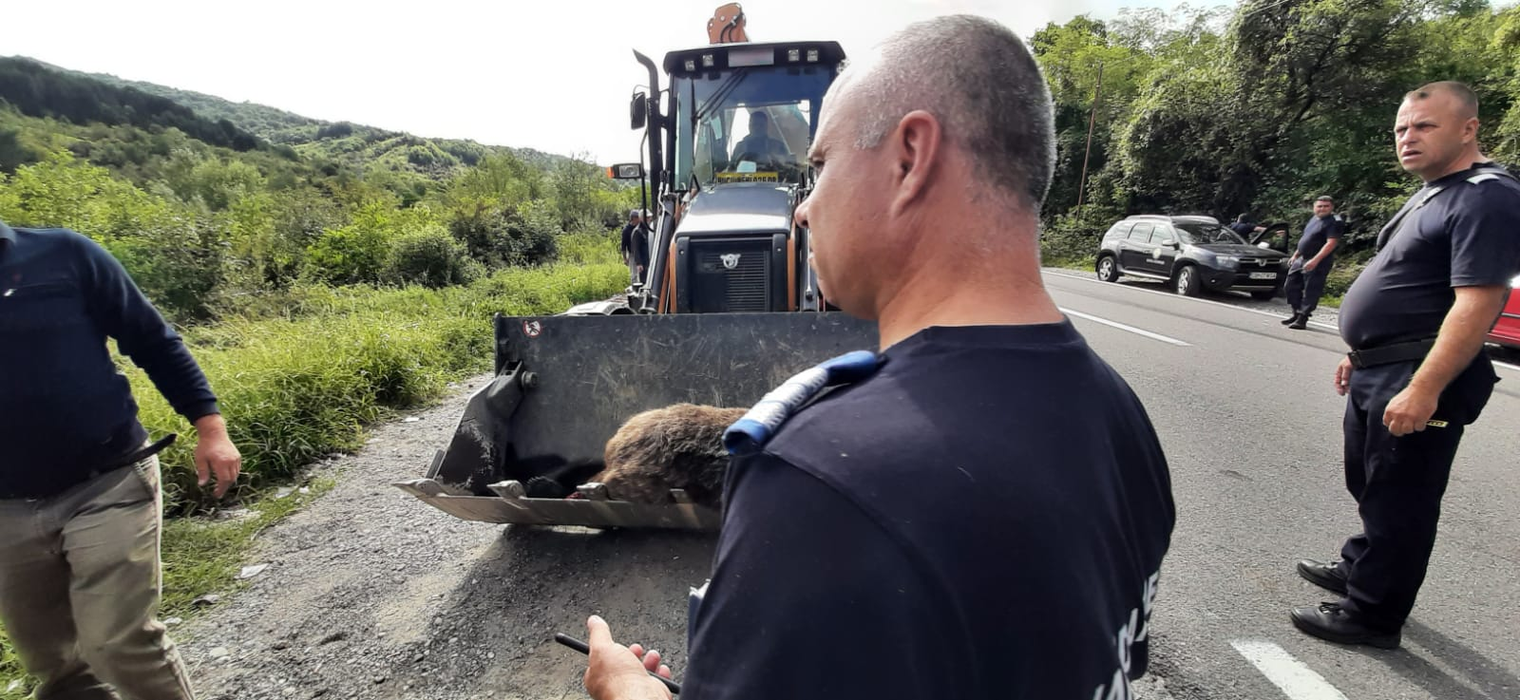 Ursoaica și puiul, uciși de tren! Marfarul i-a lovit când traversau calea ferată