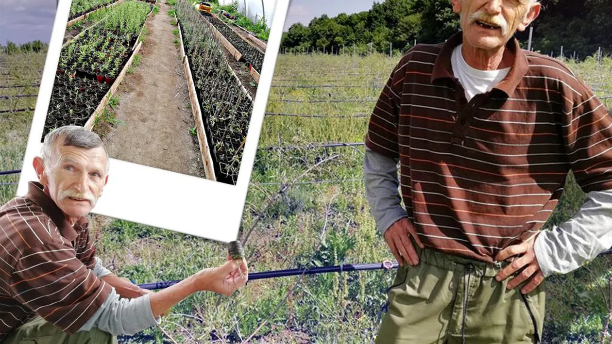 Are cea mai mare plantație de goji din România!