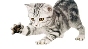 Pisicile sunt dreptace