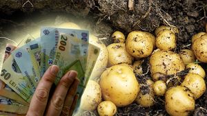 De necrezut! Câți lei costă kilogramul de cartofi noi românești în Carrefour și în Auchan