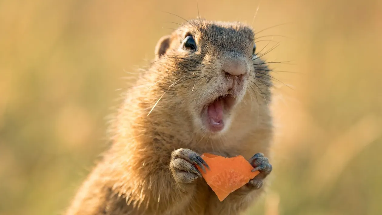 Bancul zilei | Auleo, nevastă-mea!