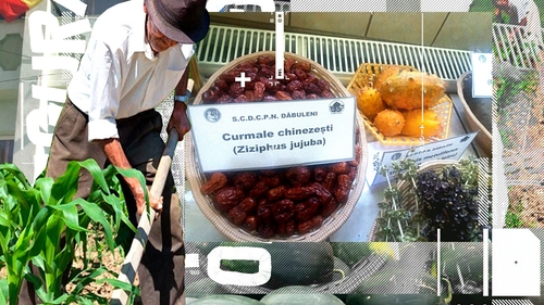 Ce mai cultivă oltenii în "Sahara". La Dăbuleni, câștigă teren kiwi, kaki, lonicera și aronia