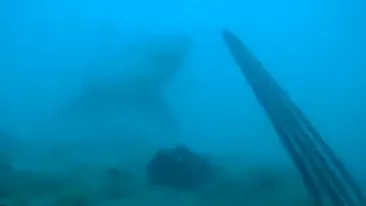 VIDEO Momentul INCREDIBIL in care un scafandru se intalneste cu MOARTEA ALBA! N-ai sa ghicesti cum a reusit sa il tina la distanta