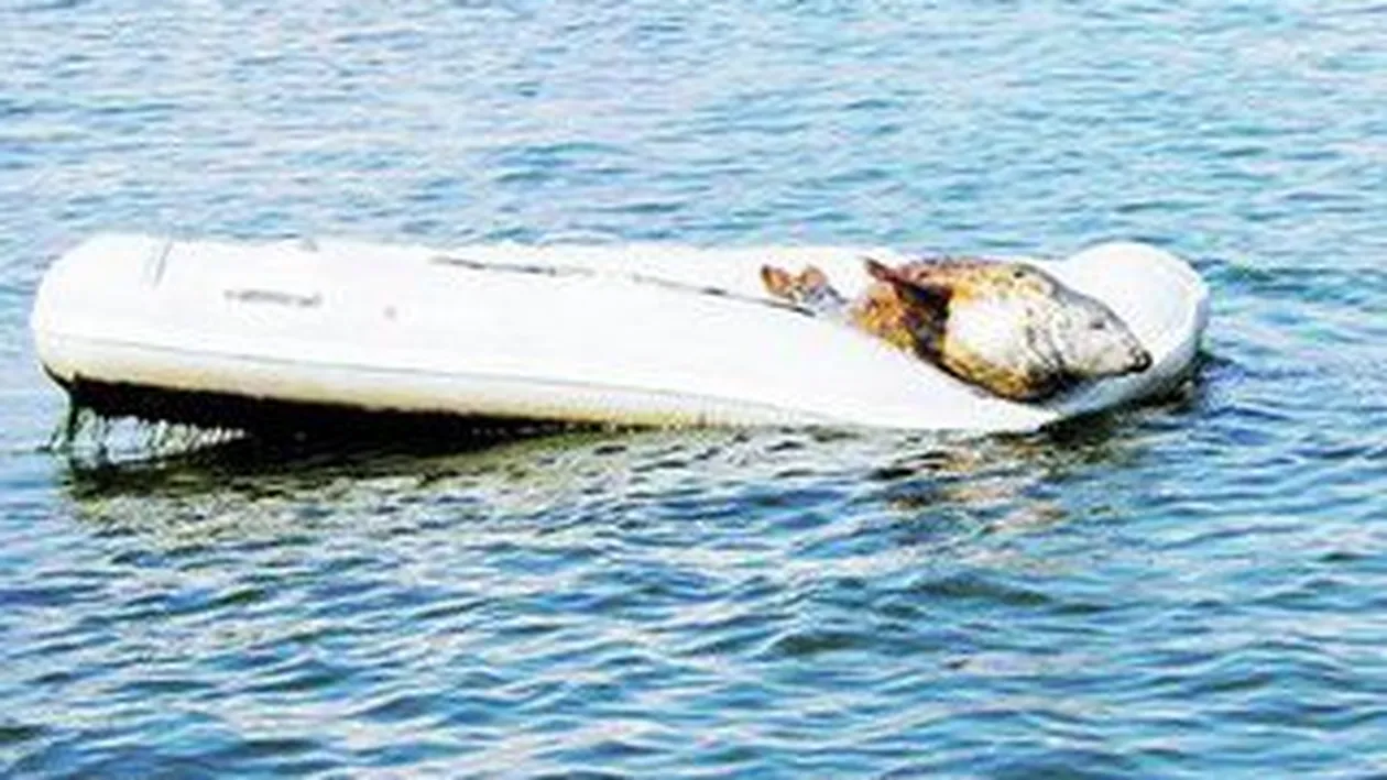 Zi de relaxare pentru o foca din Marea Britanie! A facut plaja intr-o barca