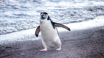 Acesta este cea mai somnoroasă vietate din lume. Adoarme de 10.000 de ori pe zi