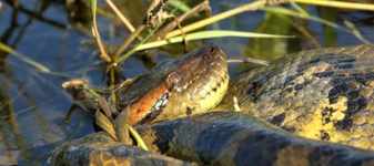 Anaconda uriașă pe malul Dunării. O femeie a dat nas în nas cu șarpele de doi metri