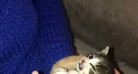 Galerie foto - poza 1